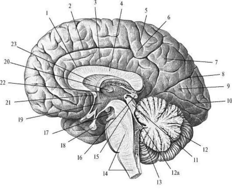 Сагиттальный разрез мозга анатомия. Сагиттальный срез головного мозга анатомия. Отделы головного мозга на сагиттальном срезе. Сагиттальный срез мозга Синельников. Складчатая поверхность головного мозга