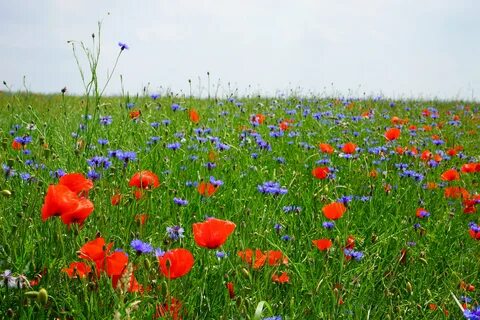 На поляне росли большие красные маки однородные