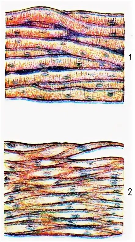 нервная ткань. ткань образованная клетками с длинными отростками. ткань образованная клетками с длинными отростками. отростки нейронов, покрытые глиальными оболочками. нервные волокна, отростки нервных клеток, покрытые оболочкой.