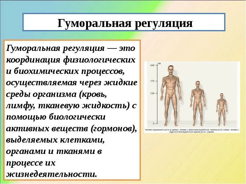 Гуморальная регуляция функций организма осуществляется. Нервная и гуморальная регуляция функций организма таблица. Гуморальная регуляция функций организма осуществляется. Гумлралтная пегуояция. Нейрогуморальная регуляция осуществляется с помощью.