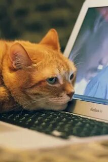 Capcat для компьютера