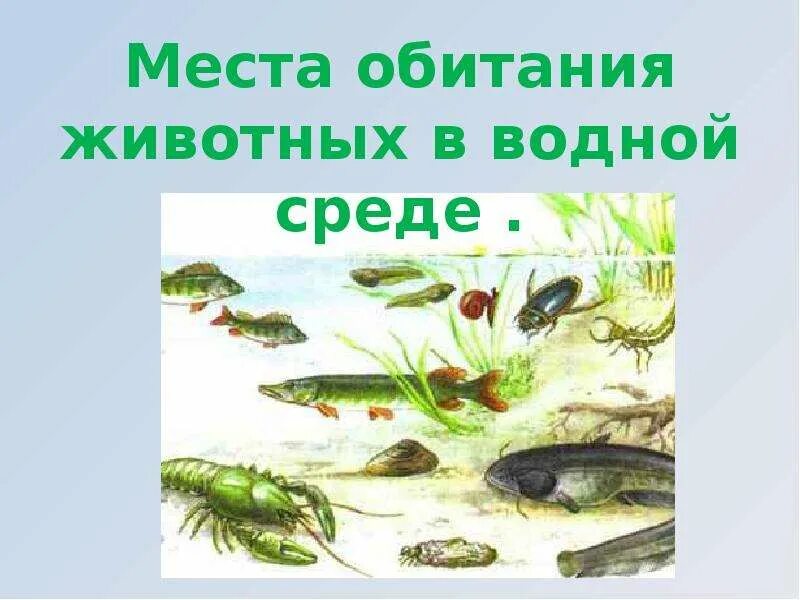 Водная среда обитатели растения. Среды обитания животных. Обитатели водной среды обитания растения. Местообитание животных. Водная среда обитания рисунок.