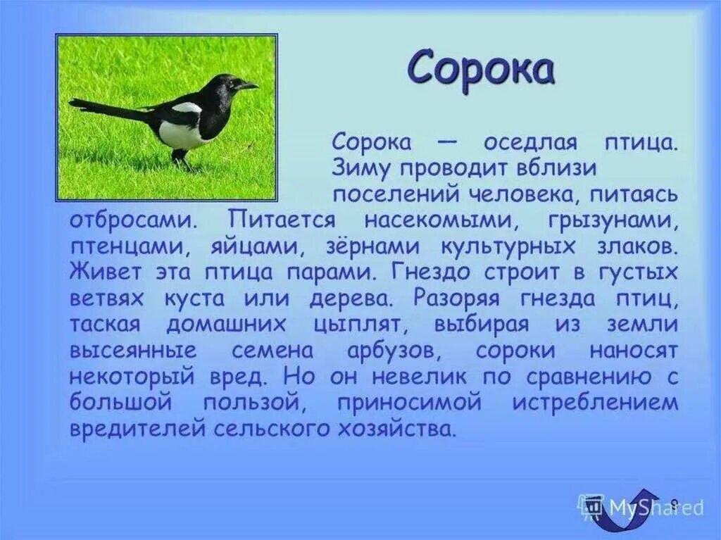 Окружающий мир 1 класс сообщение о птице. Рассказ о птицах. сообщение о птицах. сообщение о птичке. описание птиц.