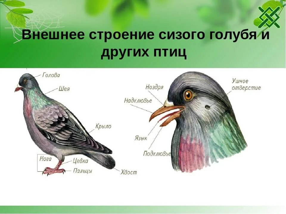 Осмотрите голову птицы обратите внимание. Внешнее строение птицы голубь. Внешнее строение голубя. Сизый голубь строение. Внешнее строение сизого голубя.