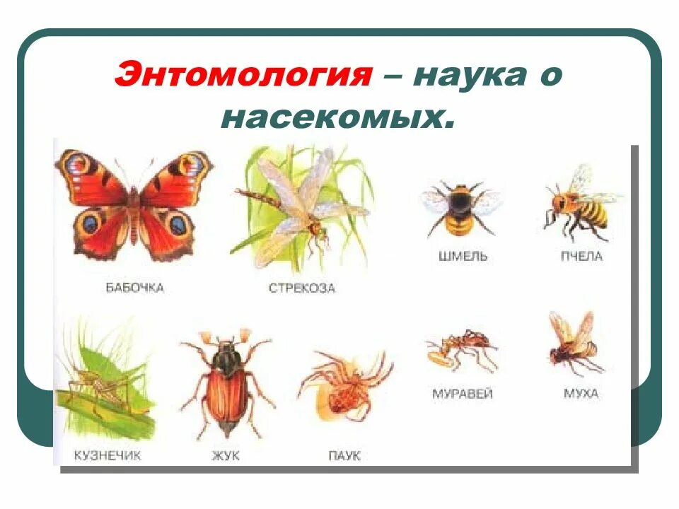 Ознакомление с различными типами насекомых. Части насекомых для дошкольников. насекомые животные список. насекомые с названием по одному. насекомые для дошкольников урала.
