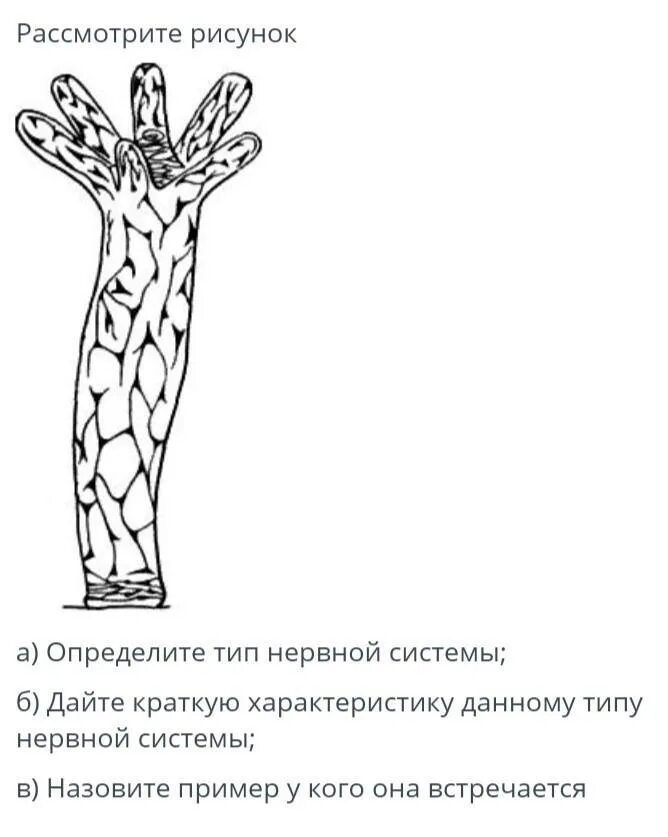 Нервная система гидры пресноводной. Диффузная нервная система гидры. Нервная система кишечнополостных