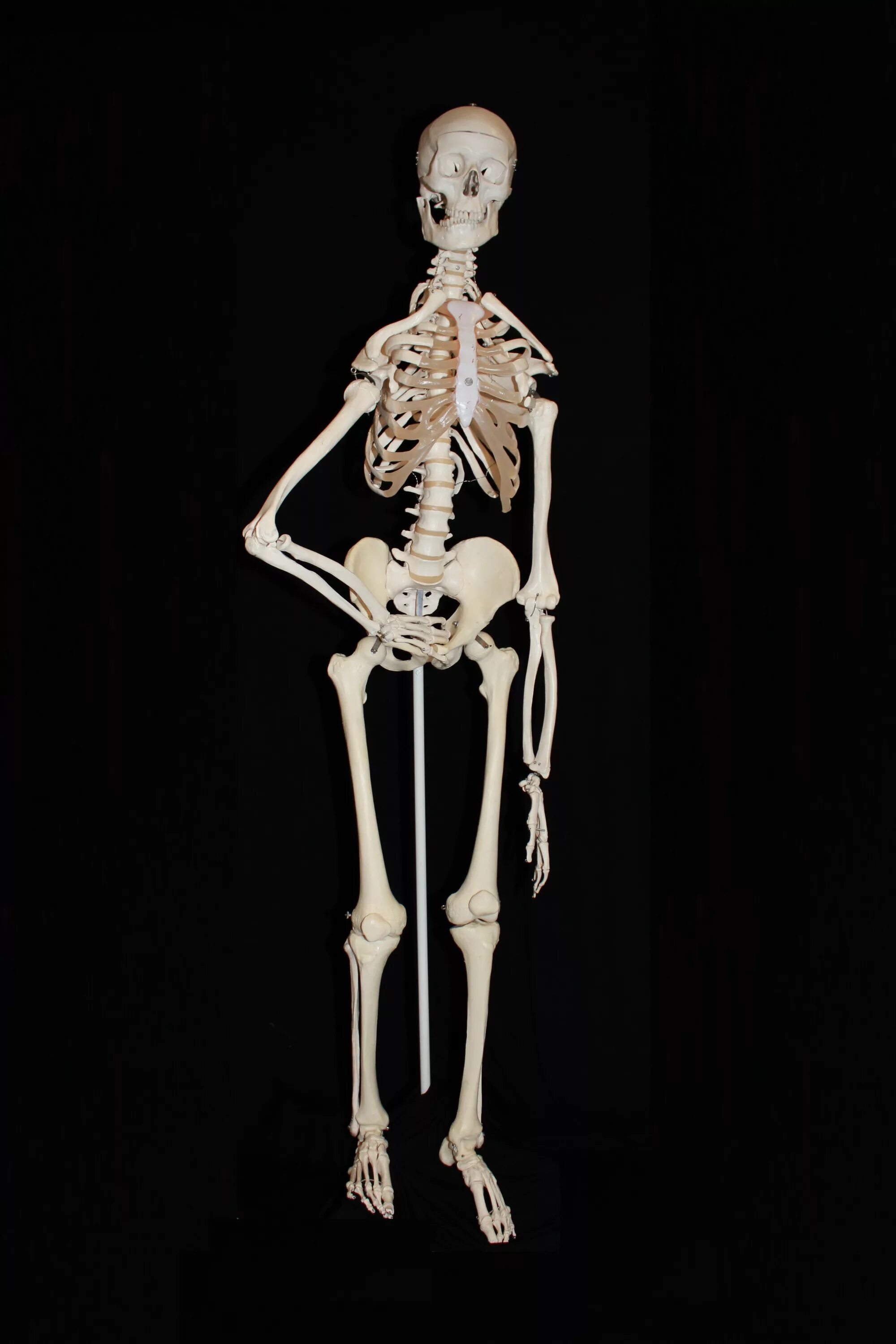 Облегченный скелет. Кости скелета. Скелет медицинский.