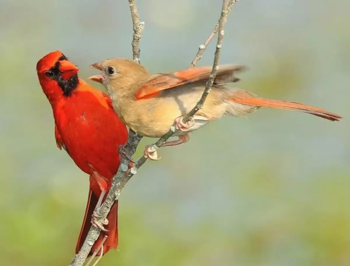 Группа красные птицы. Красный Кардинал птица самка. Красный Кардинал птица с самочкой. Красный Кардинал самка и самец. Самцы птиц красный Кардинал.