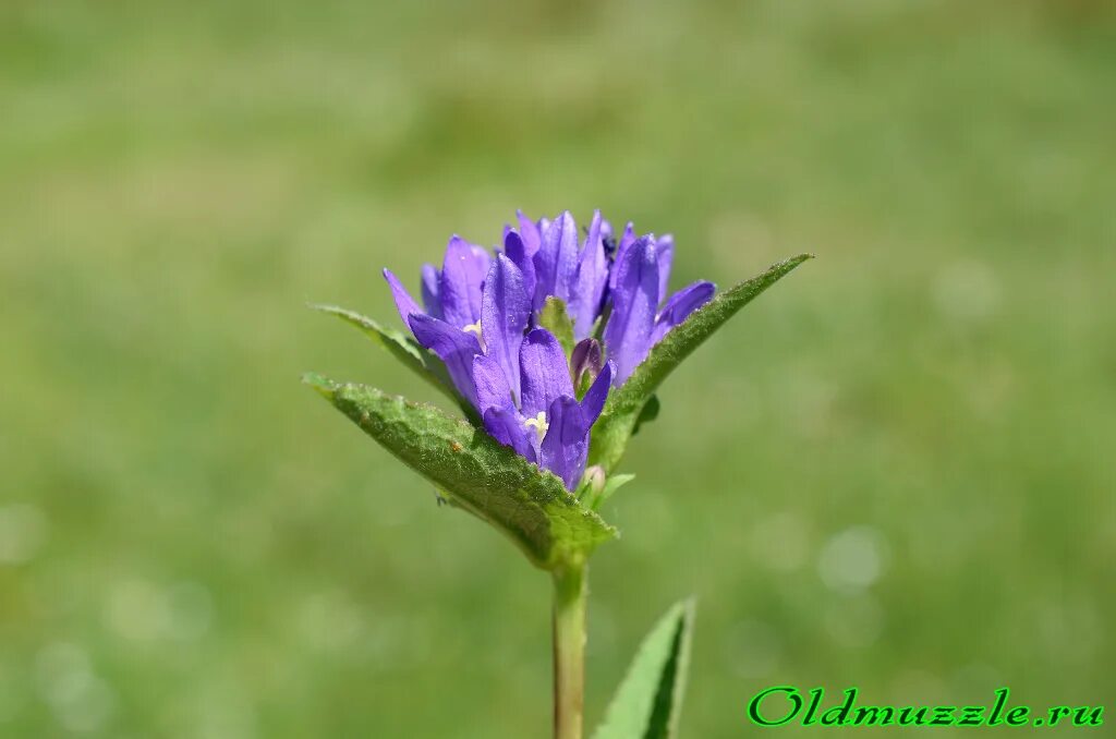 природа неземной красоты луга. притча тигр и осел. притча о цветах. цветок маленькое дерево. синий цвет коллаб море цветы.