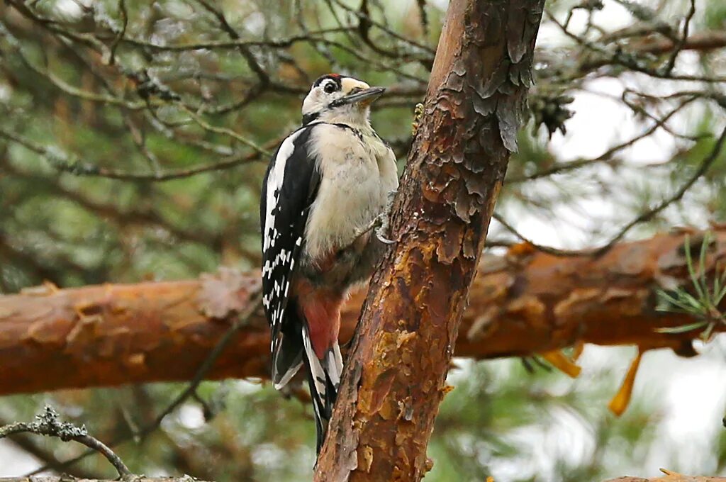 лесные птицы дятел. большой пёстрый дятел. белоспинный дятел самец и самка. гнездо дятла в дупле. гнезда белоспинного дятла.