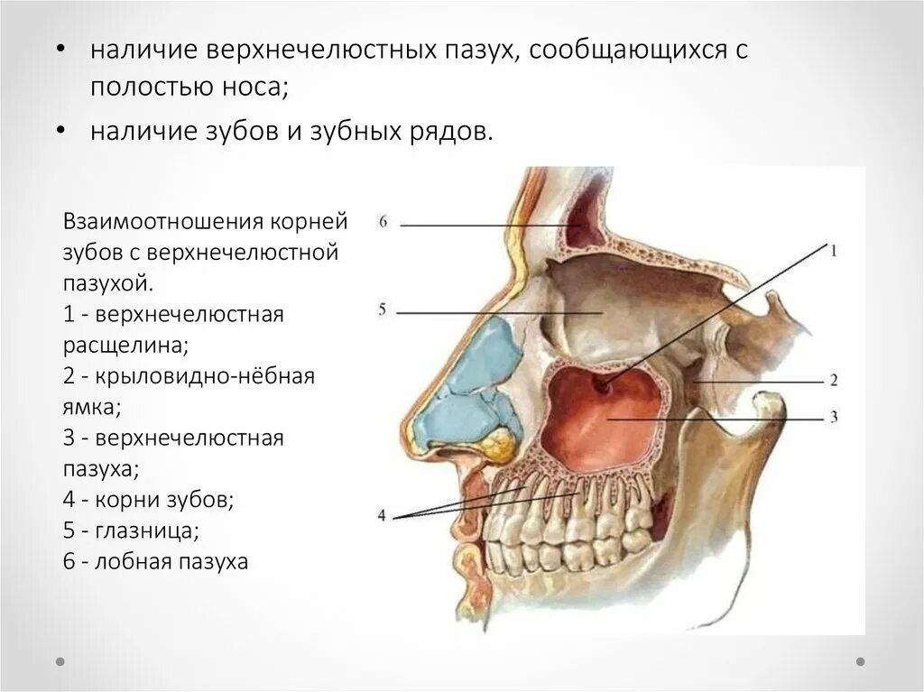 Полость рта костные стенки. Стенки гайморовой пазухи анатомия. Гайморова пазуха верхней челюсти сообщается. Строение стенок гайморовой пазухи. Анатомическое строение верхнечелюстной пазухи.