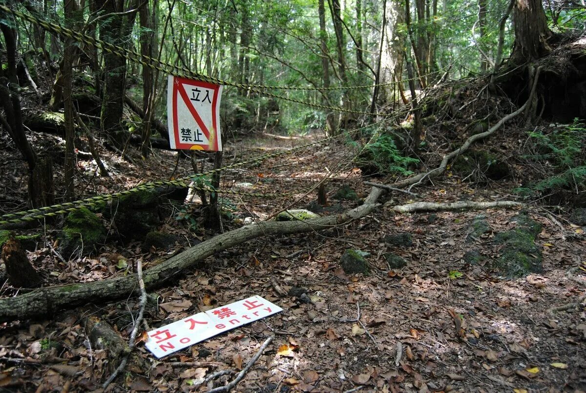 Находится в нескольких сотнях. Лес самоубийц Аокигахара. Японский лес самоубийц Аокигахара.