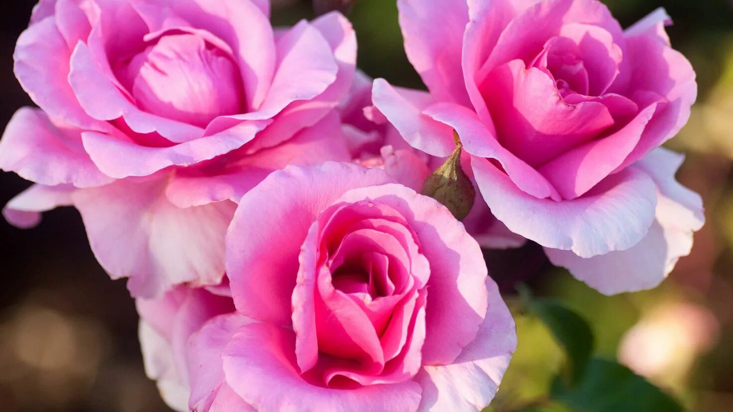 Розы картинки красивые. Розе трио