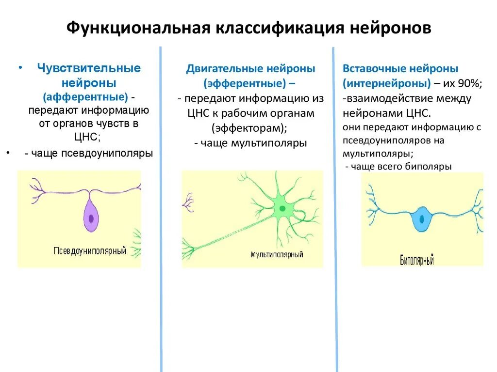 Осуществляет связь между нейронами какой нейрон. Строение, функции и классификация нервных клеток. Классификация и функции нейронов. Функциональная классификация нейронов. Строение нейрона.. 2. Классификация нейронов. Классификация рецепторов.
