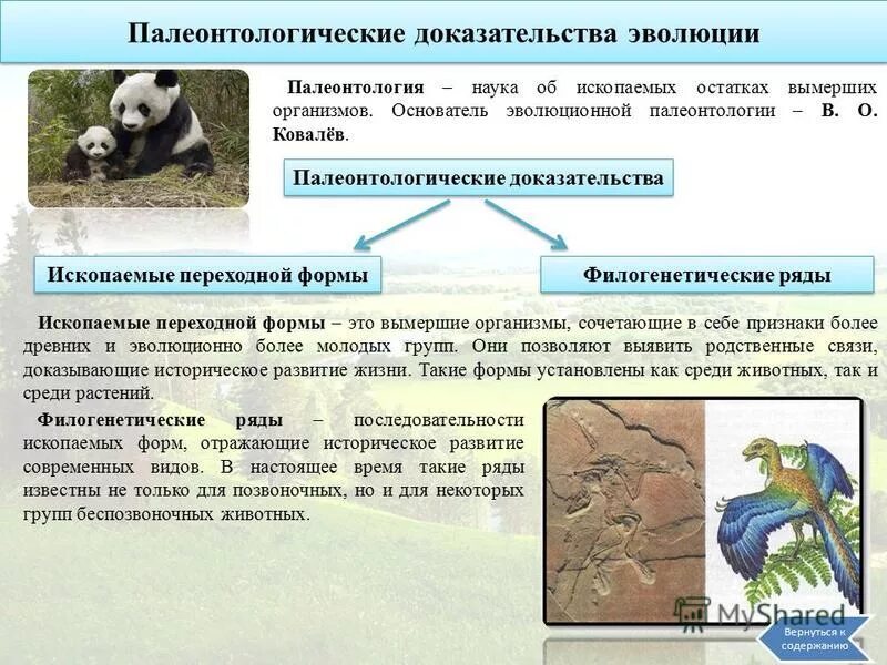 Палеонтологические доказательства эволюции. Палеонтология доказательства эволюции. Палеонтологические докозательстваэволюции. Палеонтологические доказательства эволюции примеры. Наука изучающая развитие живой природы по окаменелостям