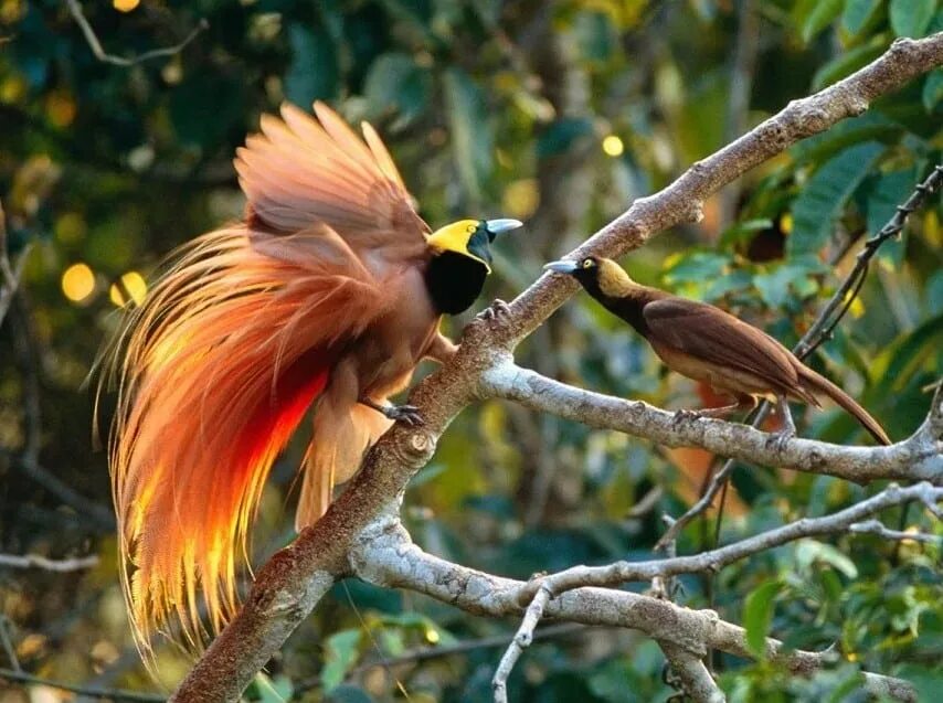 Птица из новой гвинеи 6 букв. Райская птица Папуа новая Гвинея. Реггианова Райская птица. Райская птица Гоби. Красная шилоклювая Райская птица.