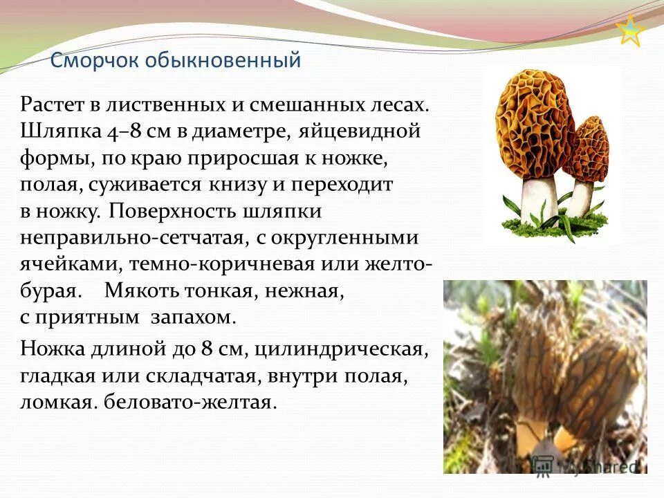 Где растут строчки в каком лесу