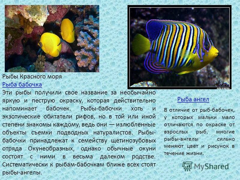 Рыбы доклад 7 класс. Рыба бабочка красное море. Доклад про рыб. Сообщение о морской рыбе. Презентация на тему рыбы.