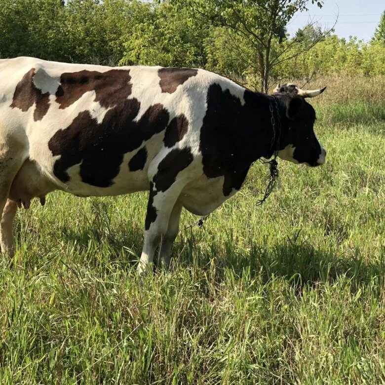 Бык и теленок. Продается дойная корова. Голштинская порода. Сколько сейчас стоит корова. Сколько сейчас стоит корова.