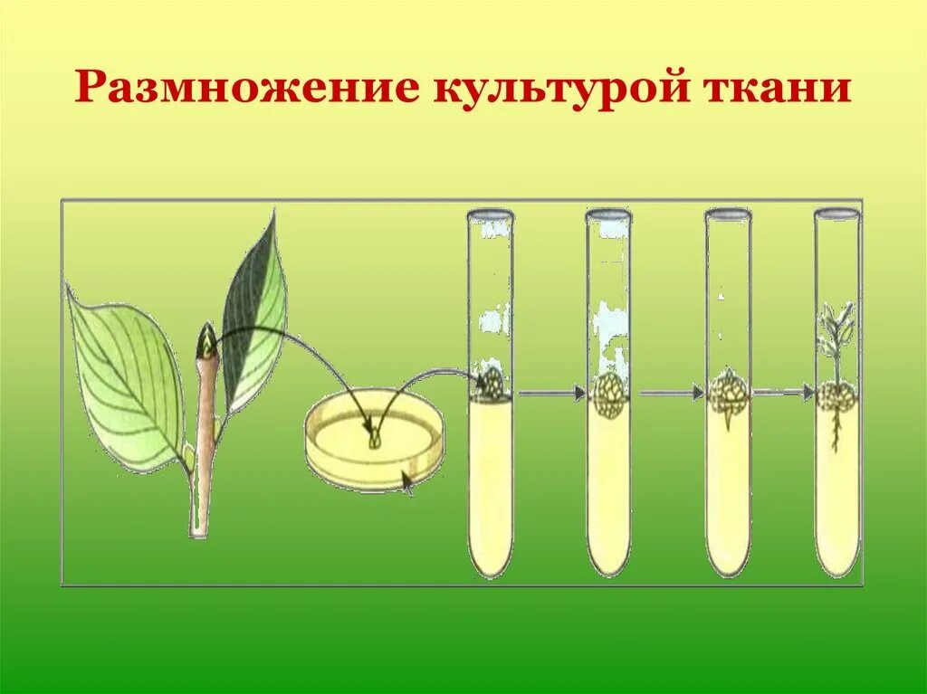 Размножение растений культурой тканей. Культура тканей вегетативное размножение. Культура тканей растений. Растения размножающиеся культурой тканей.