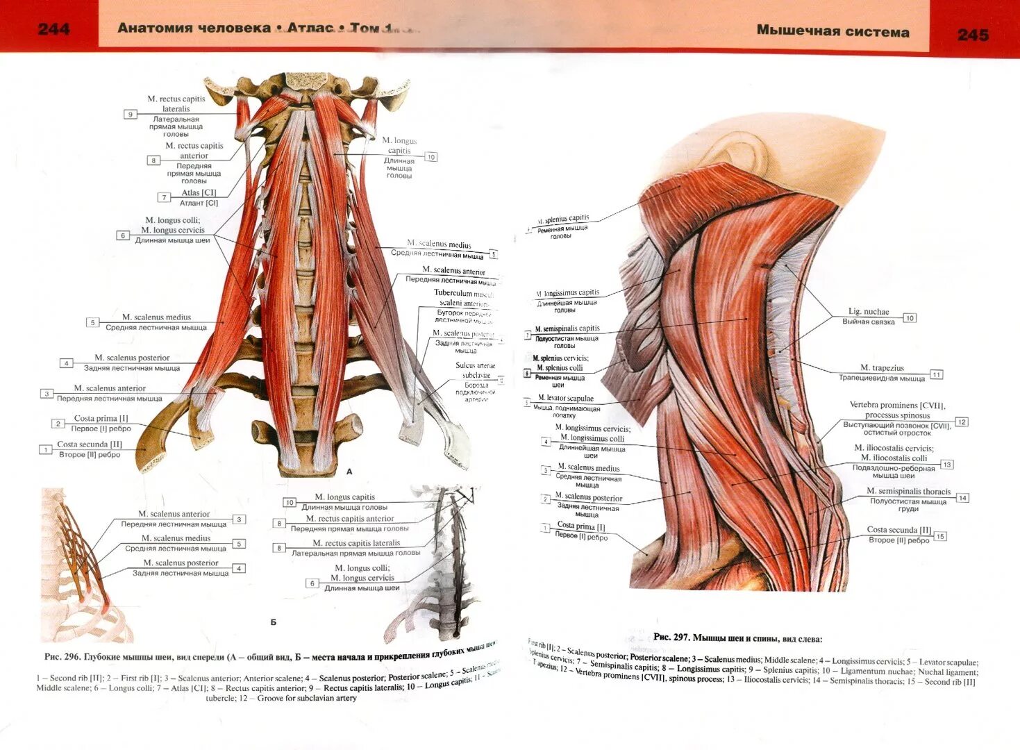 Билич Крыжановский атлас анатомии опорно двигательный аппарат. Мышцы спины анатомический атлас. Мышцы анатомия человека медицинский атлас. Анатомия человека в 3х томах.
