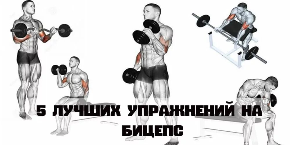Тренировка бицепса в тренажерном. Упражнения на бицепс в тренажерном зале. упражнения на бицепс в тренажерном зале для мужчин. упражнение для бицепц в тренажерном зале. упражнения на бицепс в залез.