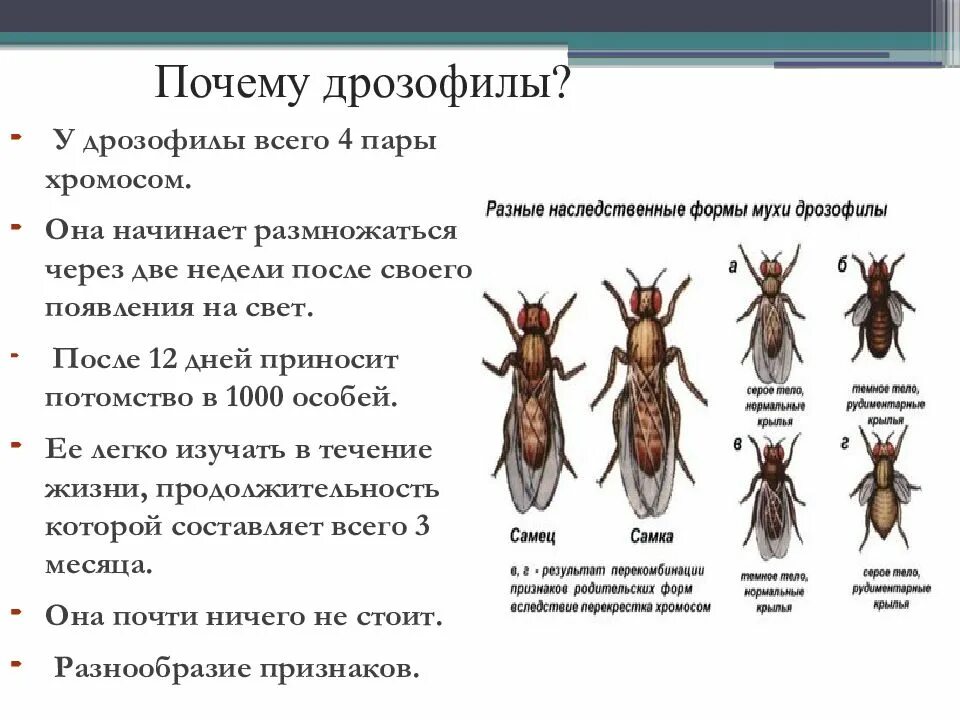 Признаки плодовой мушки