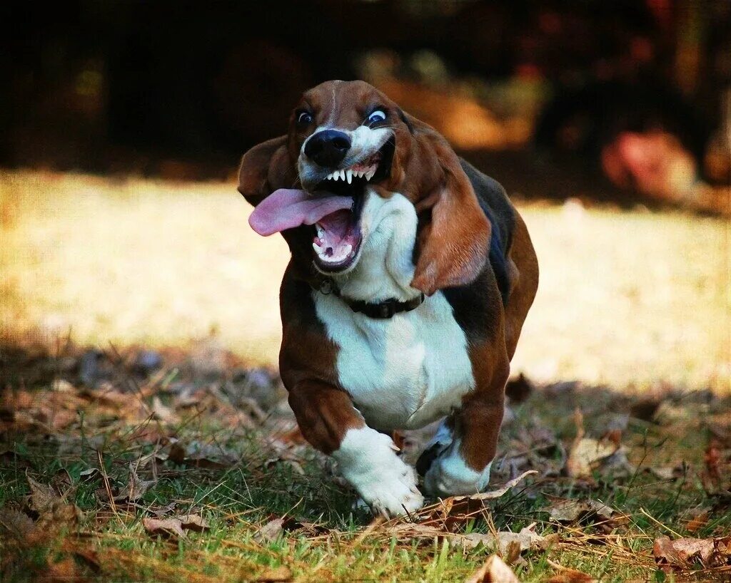 Собаки спешат на помощь. Собака спешит. Такса прыгает. Такса. Weeee.
