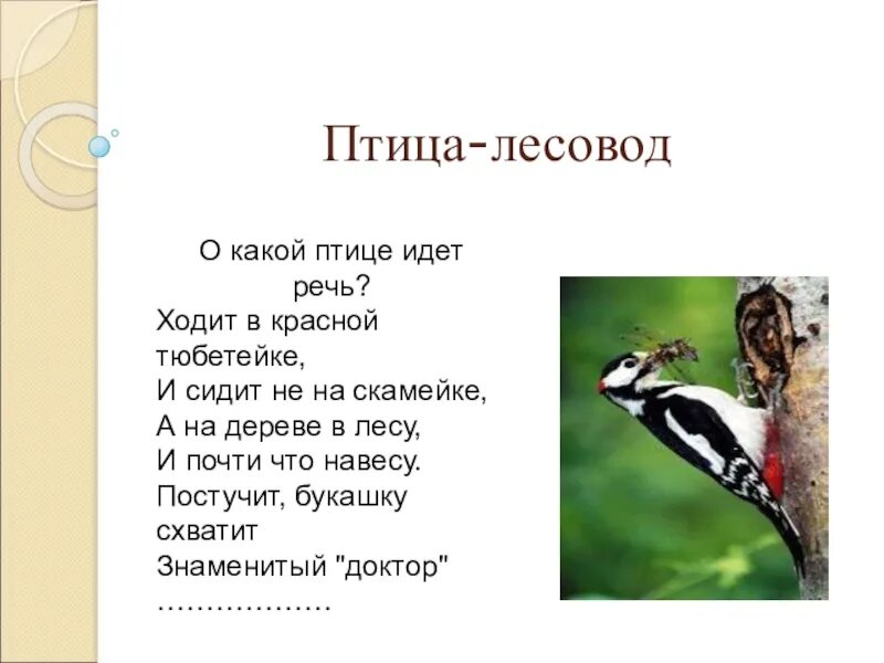 Изложение птица Лесовод. Диктант птица Лесовод. Птица Лесовод текст. Птица Лесовод диктант 3. Текст диктанта птицы