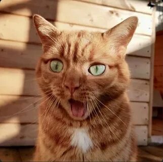 Кот с удивленным взглядом