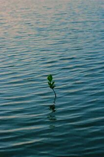 Plant wave