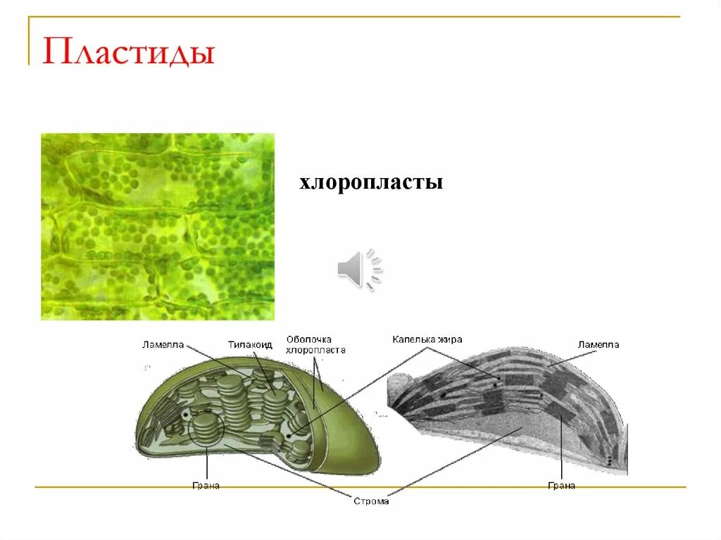 Много хлоропластов. Строение хлоропласта лейкопласта и хромопласта. Хлоропласты хромопласты лейкопласты. Строение хлоропласта микроскоп. Электронно-микроскопическое строение хлоропластов.