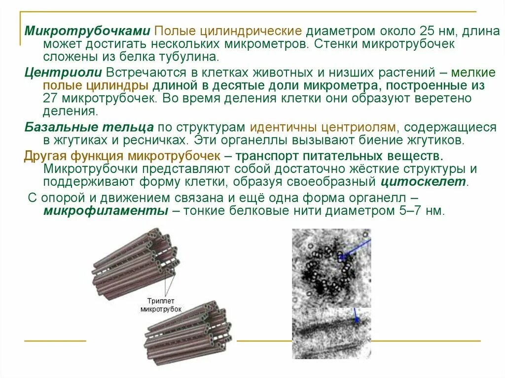 Полые цилиндры состоящие из микротрубочек и участвующие. Центриоли в животной клетке. микротрубочки полые цилиндрические структуры. центриоли строение.