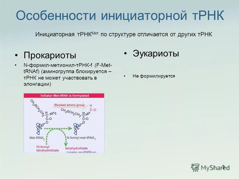 Трансляция уровень организации