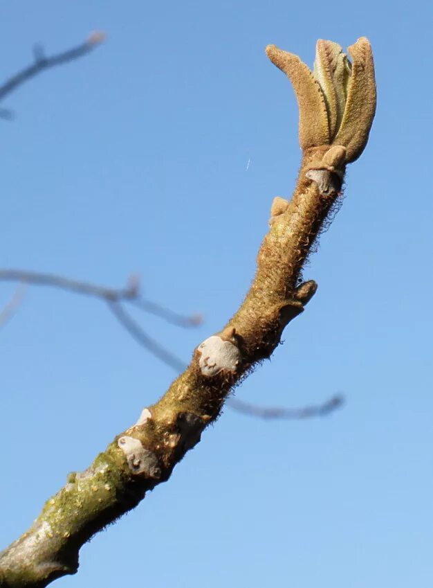 плодовые почки грецкого ореха. орех маньчжурский побег. орех почки. орех почки. плодовые почки грецкого ореха.