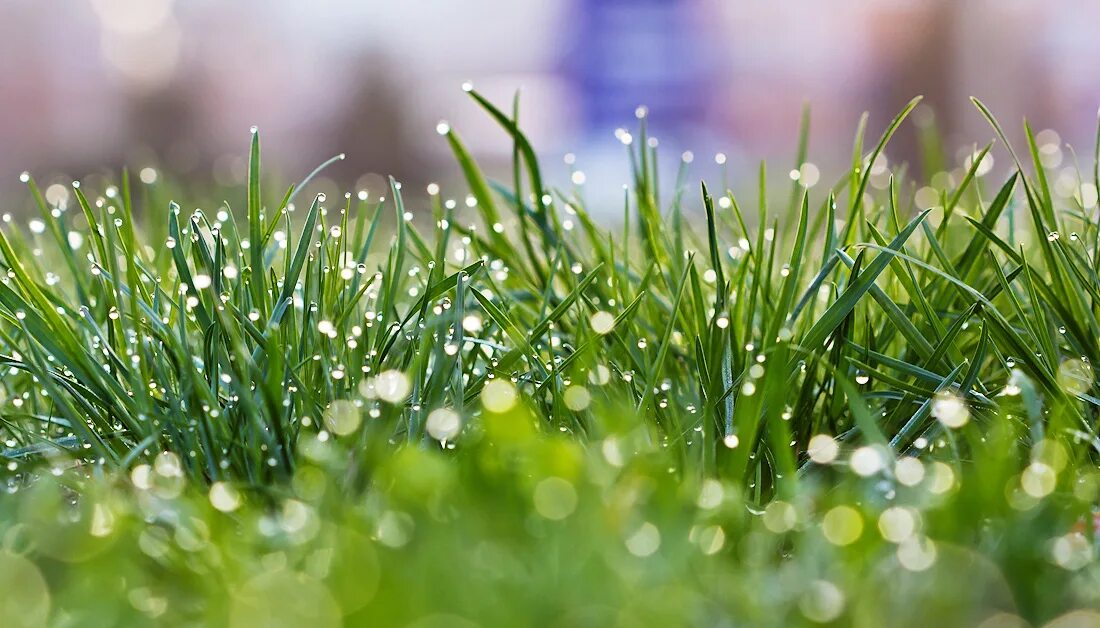 Свежесть картинки. Свежесть утра. Утренняя роса. Свежесть утра. Луг в росе.