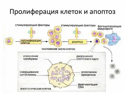 Стимуляция клеток