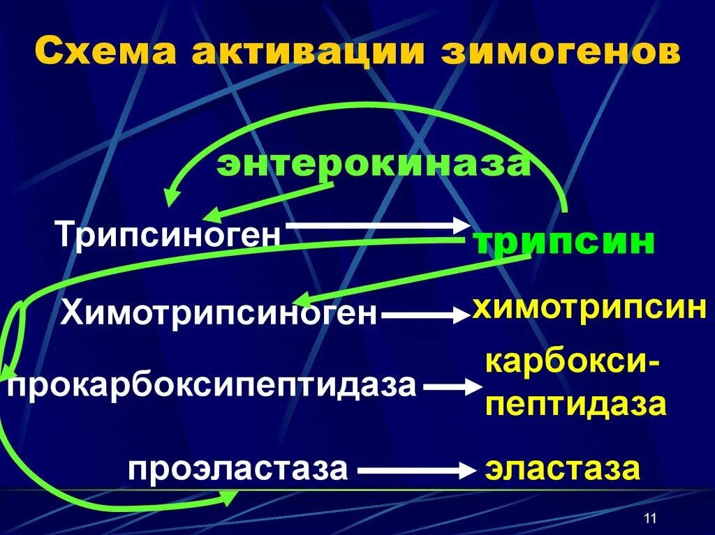 Активация ферментов поджелудочной железы. Энтерокиназа. Энтерокиназа это фермент. Энтерокиназа активируется. Энтерокиназа фермент вырабатываемый.