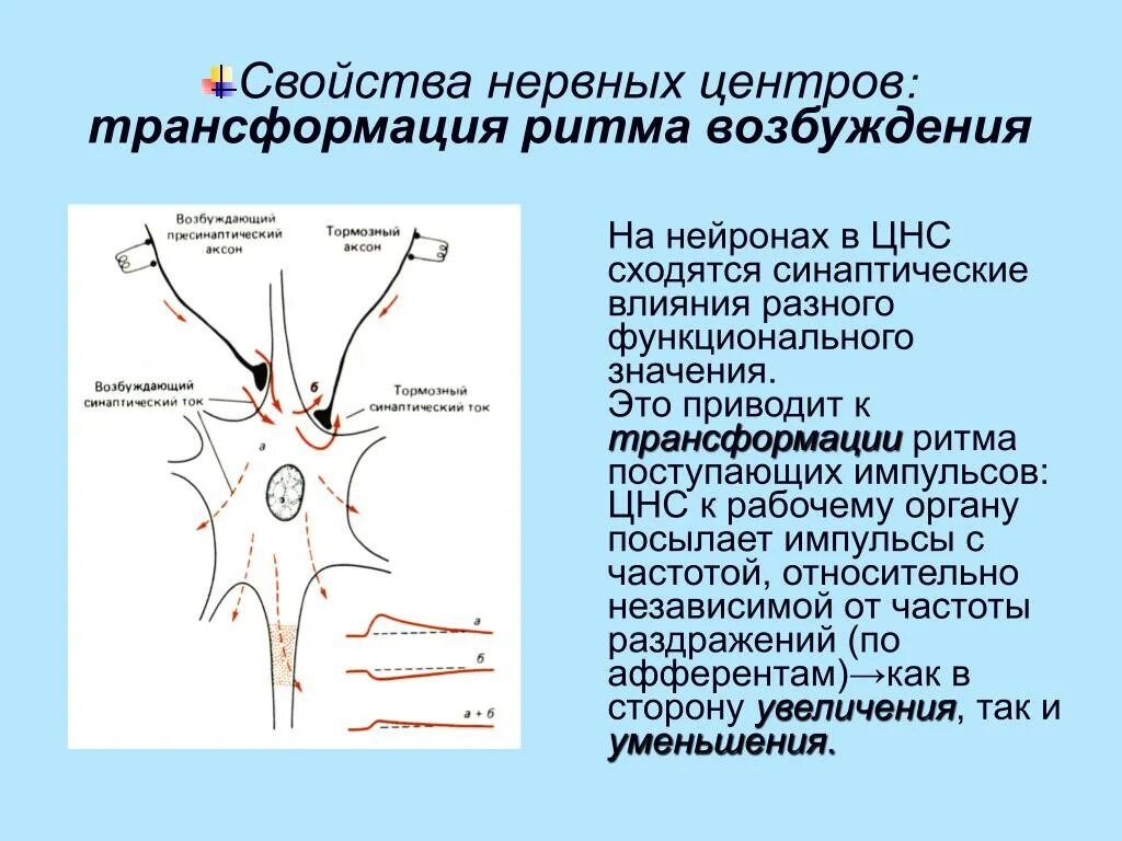 Процесс возбуждения нервных клеток. Свойства нервных центров трансформация ритма. Возбуждение нервного центра. Трансформация ритма возбуждения в ЦНС. Возбуждение от нейрона к нейрону в ЦНС.