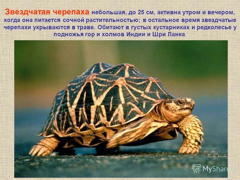 Черепаха в жизни человека. Лучистая черепаха. Животные долгожители. Самая долгоживущая черепаха. Животные рекордсмены долгожители.