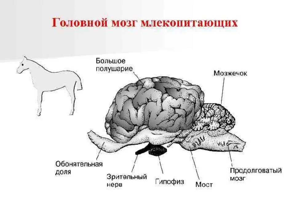 Развитие головного мозга у млекопитающих