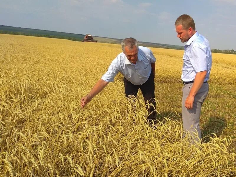 Новоселицкий район. Село Падинское Новоселицкий район. Село Журавское Новоселицкого района Ставропольского края. Село Чернолесское Новоселицкого района. Жураское новоселеций район.