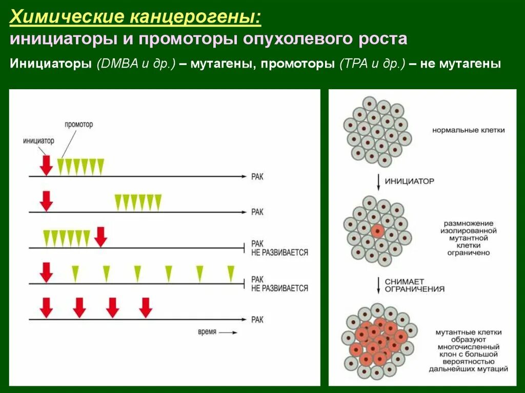 Химические канцерогены классификация. Биология опухолевого роста. Химические канцерогены виды. Химический конферогены. Канцерогены вызывают рак