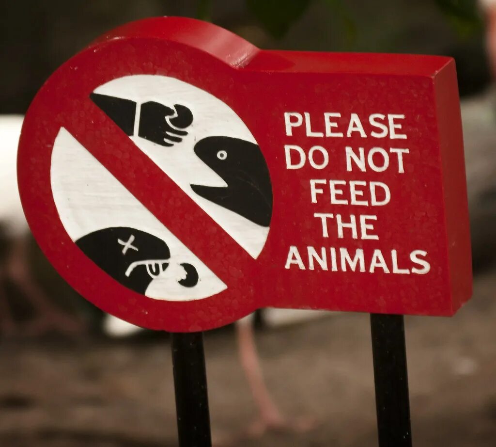 Животных не кормить табличка. Please do not Feed the animals. Знаки в зоопарке на английском. Таблички в зоопарке. Don t do this please