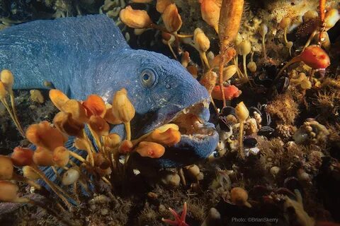 Celebrating New England's Unique Ocean Habitats.