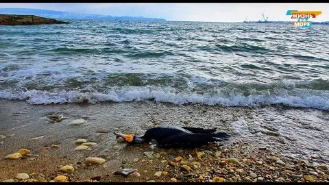 Черное море погибает