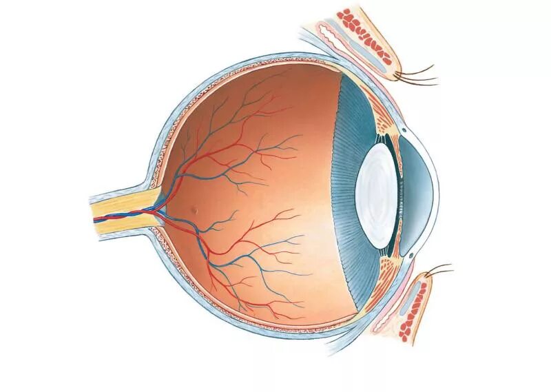 Хрусталик и стекловидное тело. Персистирующая артерия стекловидного тела. Первичное персистирующее стекловидное тело. Стекловидное тело анатомия. Прозрачное тело в глазу