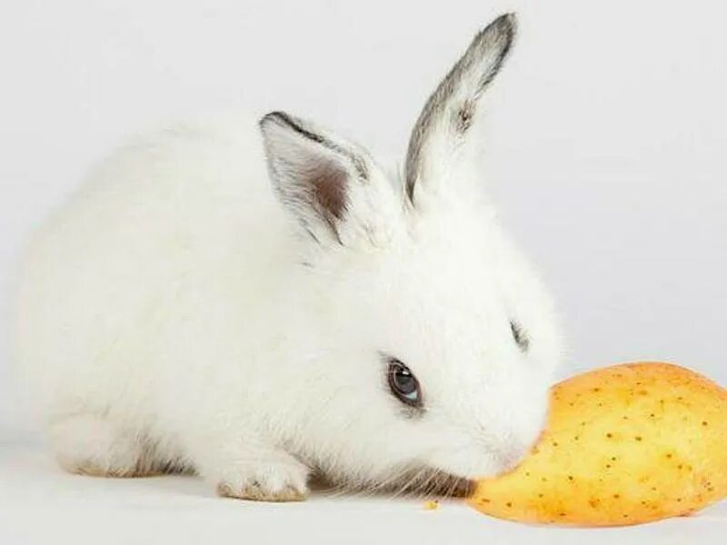 Картофельный кролик. Кролик ест картошку. Кролик с картохами. Кролик с картошкой.