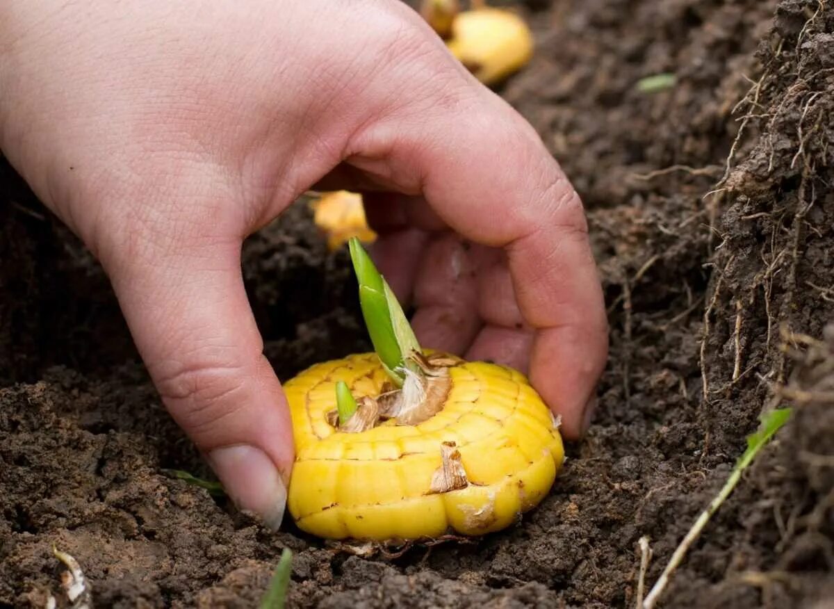 когда сажать гладиолусы на рассаду
