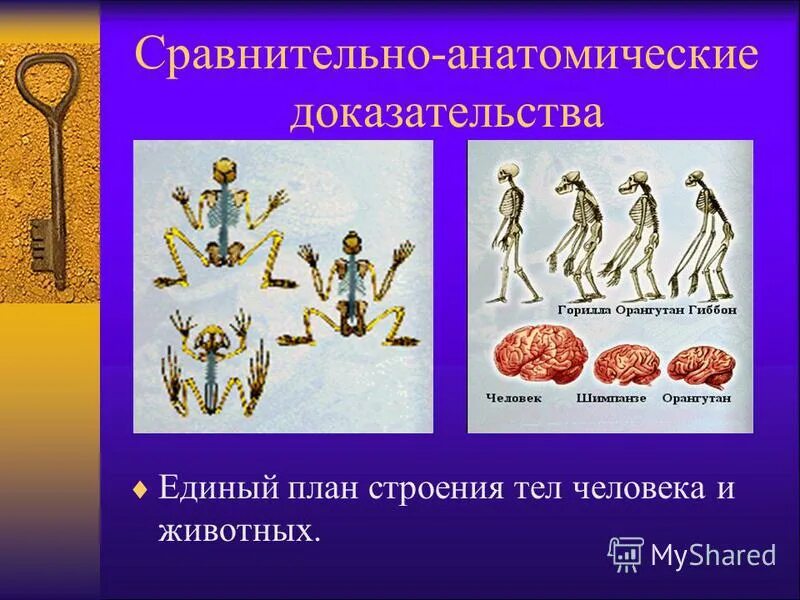 Сравнительно анатомическое описание человека и обезьяны. Сравнительно анатомическое описание человека и обезьяны. Чарльз дарвин эволюция человека. Сравнительно анатомическое описание человека и обезьяны. Сравнительно-анатомические.